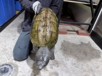 クリックで拡大画像表示