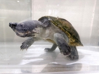 クリックで拡大画像表示