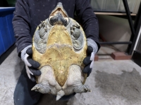 クリックで拡大画像表示