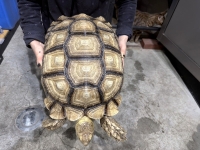 クリックで拡大画像表示