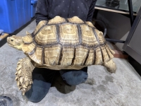 クリックで拡大画像表示