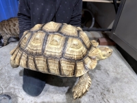 クリックで拡大画像表示