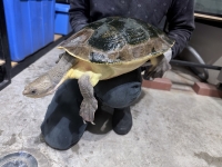 クリックで拡大画像表示