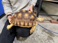 クリックで拡大画像表示