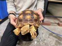 クリックで拡大画像表示