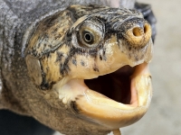 クリックで拡大画像表示