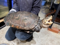 クリックで拡大画像表示