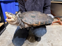 クリックで拡大画像表示