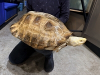 クリックで拡大画像表示