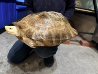 クリックで拡大画像表示