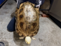 クリックで拡大画像表示