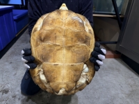 クリックで拡大画像表示