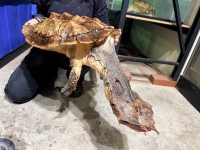 クリックで拡大画像表示