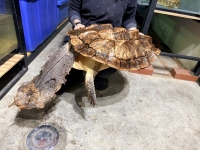 クリックで拡大画像表示