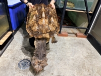 クリックで拡大画像表示