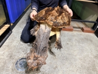 クリックで拡大画像表示