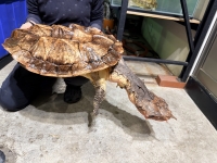 クリックで拡大画像表示