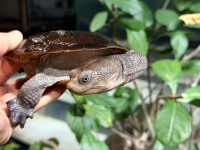 クリックで拡大画像表示