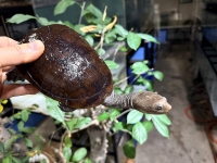 クリックで拡大画像表示