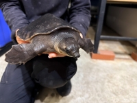 クリックで拡大画像表示