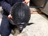 クリックで拡大画像表示