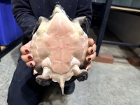 クリックで拡大画像表示