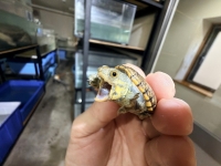 クリックで拡大画像表示