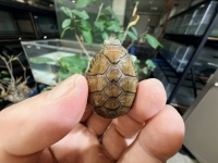 クリックで拡大画像表示