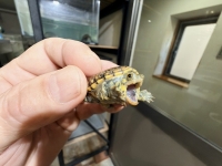 クリックで拡大画像表示