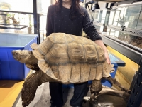 クリックで拡大画像表示