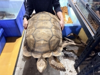 クリックで拡大画像表示