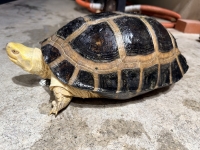 クリックで拡大画像表示