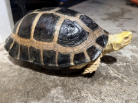 クリックで拡大画像表示