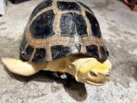 クリックで拡大画像表示