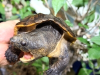 クリックで拡大画像表示