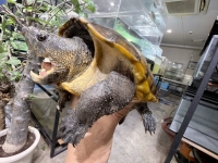 クリックで拡大画像表示