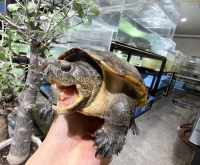 クリックで拡大画像表示