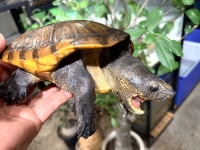 クリックで拡大画像表示