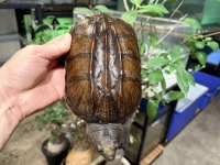 クリックで拡大画像表示