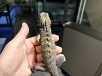 クリックで拡大画像表示