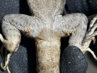 クリックで拡大画像表示