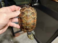 クリックで拡大画像表示