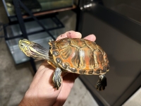 クリックで拡大画像表示