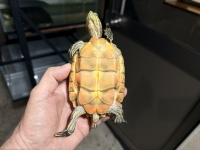 クリックで拡大画像表示