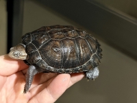 クリックで拡大画像表示