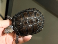 クリックで拡大画像表示