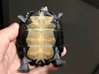 クリックで拡大画像表示