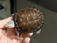 クリックで拡大画像表示