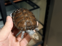 クリックで拡大画像表示