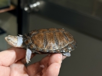 クリックで拡大画像表示